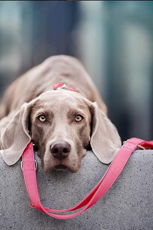 Soft Leather Dog Collar and Leash (6.6') Set - Stylish Rose Gold Heavy Duty Metal Buckle, 4 Adjustable Lengths Leash for Small Medium Large Dogs - Comfortable & Easy to Clean Dark Pink S(12.2"-16.9")