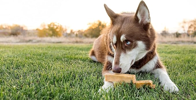 peaksNpaws Himalayan Dog Chew, Yak Cheese Dogs Treats, High Protein, Long Lasting Chews, Natural, Lactose Free Dogs Treat for Aggressive Chewers Over 80 lbs, 10 Jumbo Treats