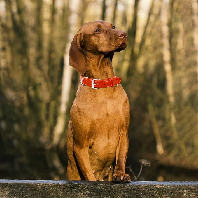 Riparo Dog Collar - Genuine Leather Dog Collars - Heavy Duty Dog Collars for Medium Large and Extra Large Dog Breeds (XL: 1.5ā Wide for 22ā - 26ā Neck, Red)