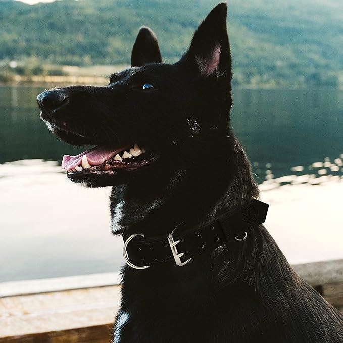Riparo Dog Collar - Genuine Leather Dog Collars - Heavy Duty Dog Collars for Medium Large and Extra Large Dog Breeds (XL: 1.5ā Wide for 22ā - 26ā Neck, Black)
