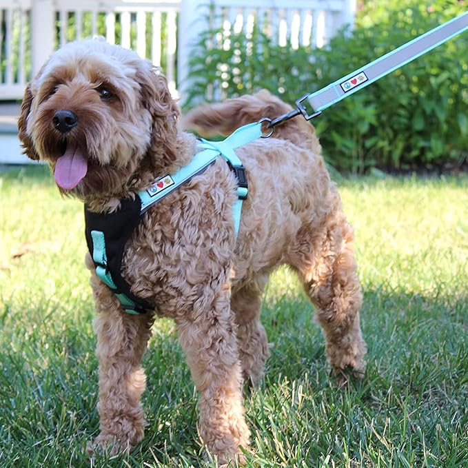 Pawtitas Personalized Dog Leash Embroidered Customize Your Pet Name & Phone Number Puppy Reflective 6 ft Long Large Pink Custom Tag Name, Pink Reflective 🔦 Padded
