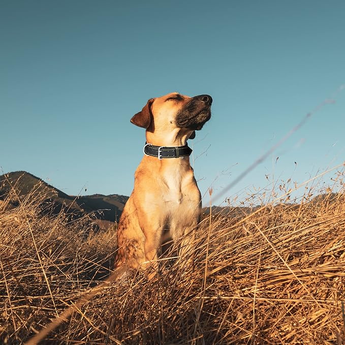 Riparo Dog Collar - Genuine Leather Dog Collars - Heavy Duty Dog Collars for Medium Large and Extra Large Dog Breeds (XL: 1.5ā Wide for 22ā - 26ā Neck, Black/Orange Thread)