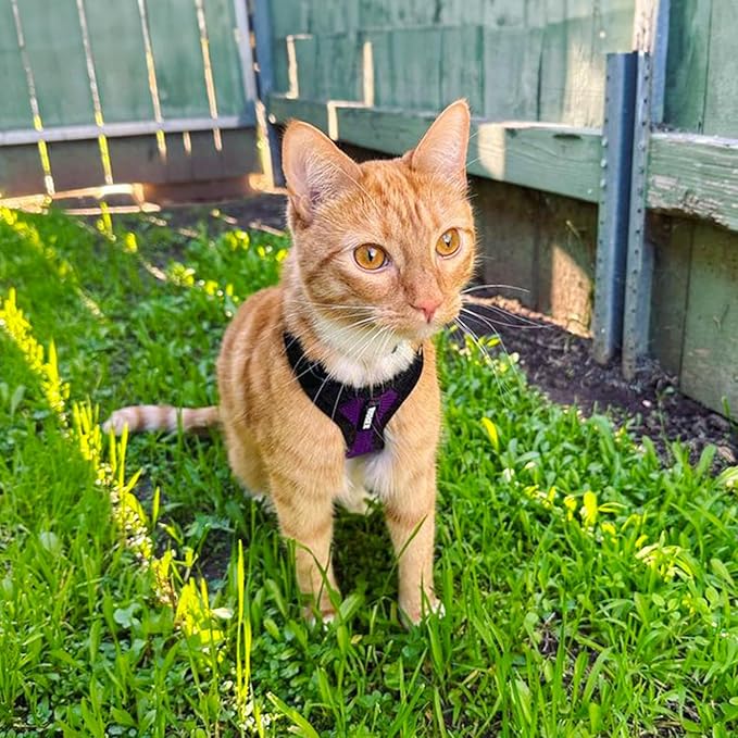Voyager Step-in Lock Adjustable Cat Harness w. Cat Leash Combo Set with Neoprene Handle 5ft - Supports Small, Medium and Large Breed Cats by Best Pet Supplies - Purple/Black Trim, XXXS