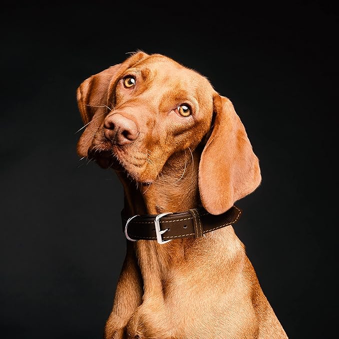 Riparo Dog Collar - Genuine Leather Dog Collars - Heavy Duty Dog Collar for Medium Large and Extra Large Dog Breeds (XL: 1.5ā Wide for 22ā - 26ā Neck, Brown)
