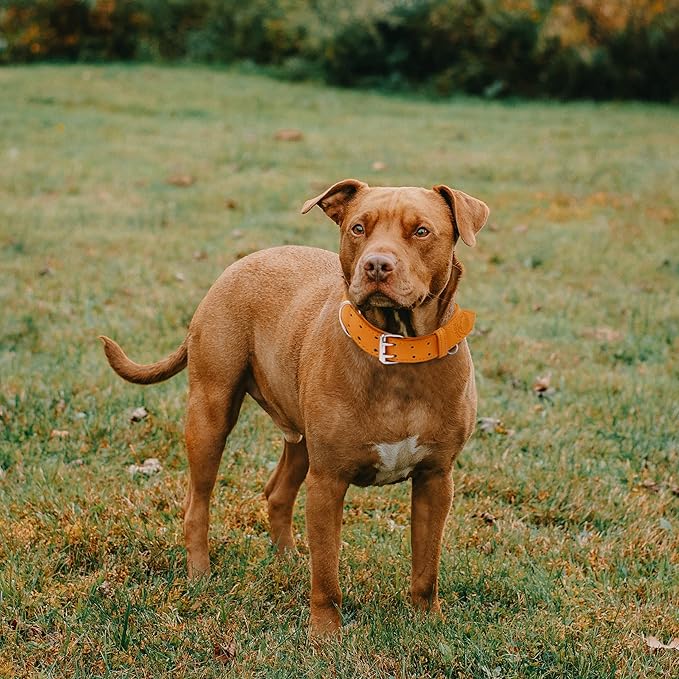 Riparo Dog Collar - Genuine Leather Dog Collars - Heavy Duty Dog Collars for Medium Large and Extra Large Dog Breeds (XL: 1.5ā Wide for 22ā - 26ā Neck, Orange)