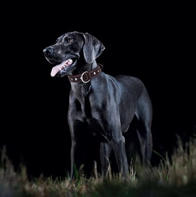 Genuine Leather Reflective Dog Collar | Stellar Series | Safe for Night Walking | Soft, Cushion Padding, Handmade | Best for Small, Medium, Large, XL (M (Fit Neck Size 14.5"-18.5"), Raven)