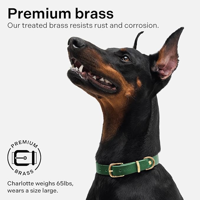Classic Genuine Leather Dog Collar | Dog Collars for Medium Dogs, Small Dogs, Large Dogs & Extra Large Dog | Wide Dog Collar | Heavy Duty Collar (Green, Medium)