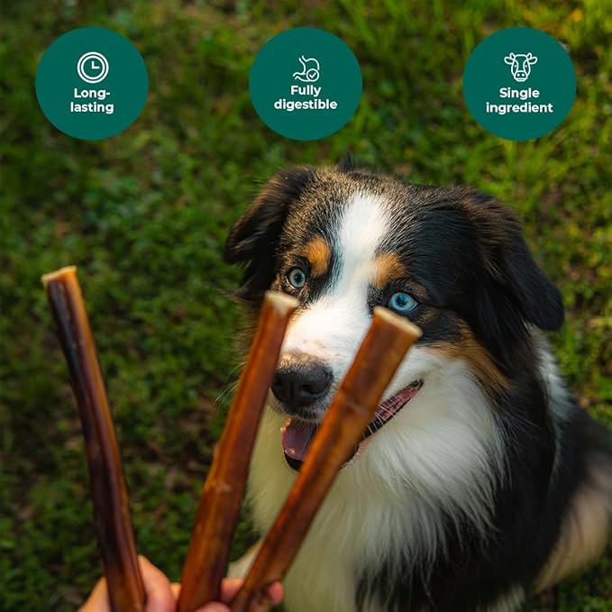Bully Sticks 6–7" — 1 lb Thick Value Pack| Natural Single-Ingredient Dog Chews, Long-Lasting Dental Support Treats for All Breeds