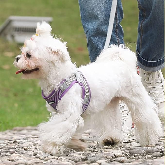 AIITLE Small Harness for Puppy with A Leash - Summer Dog Vest Harness with Super Breathable Mesh, Reflective No-Pull Pet Harness for Outdoor Walking, Camping for Small Dogs, Cats Purple XXS
