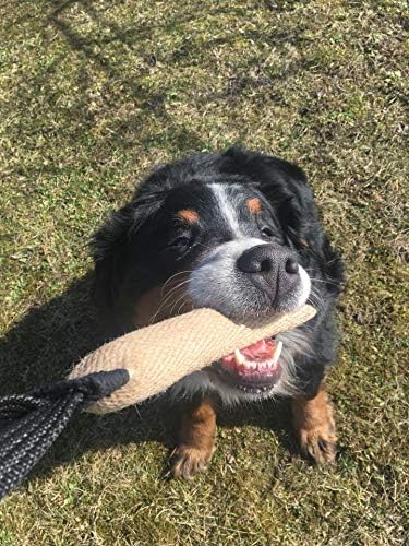 Dingo Gear, Natural Jute tug Toy for Dog Training Agility tug of war, Bumper Toy Dog bite, 1 Handle 1.5x11 S00144