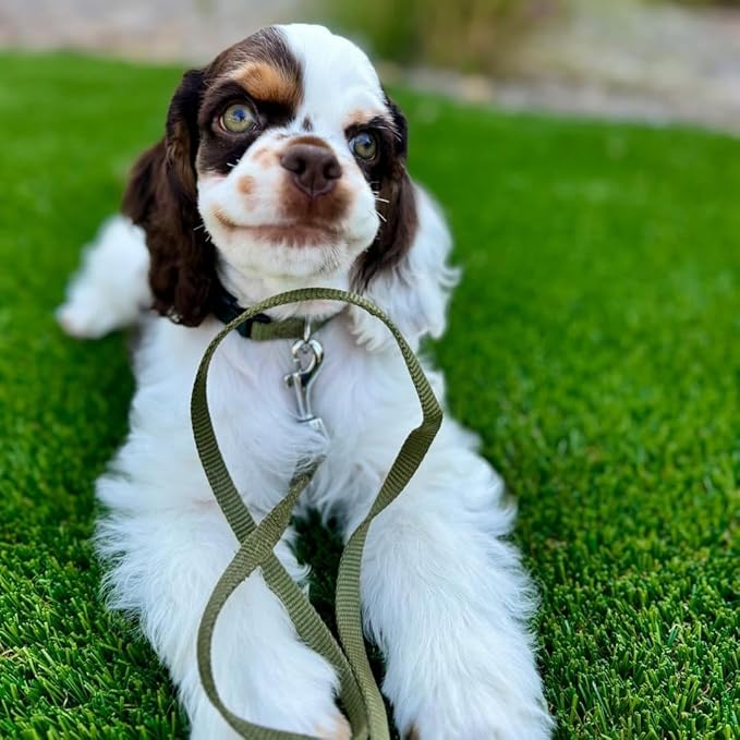 Blueberry Pet Essentials Military Green Dog Leash for Large - 4' * 1" Dogs | Heavy Duty Nylon Lead | Lightweight Puppy & Cat Leash for Walking & Training