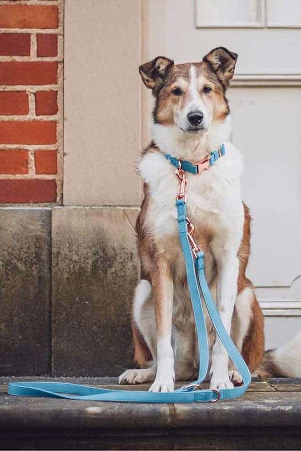 Soft Leather Dog Collar and Leash (6.6') Set - Stylish Rose Gold Heavy Duty Metal Buckle, 4 Adjustable Lengths Leash for Small Medium Large Dogs - Comfortable & Easy to Clean Light Blue L(15.4"-24.8")