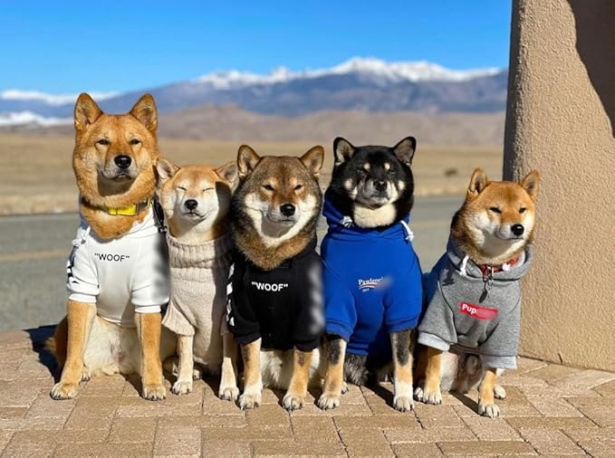 ChoChoCho Stylish Streetwear Blue Dog Sweatshirt Tracksuits, Cats Hoodies, Dog Outfit for Cat Puppy Small Medium (3XL)