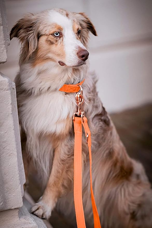 Soft Leather Dog Collar and Leash (6.6') Set - Stylish Rose Gold Heavy Duty Metal Buckle, 4 Adjustable Lengths Leash for Small Medium Large Dogs - Comfortable & Easy to Clean Orange M(13.8"-19.7")