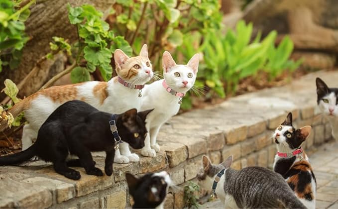 Cat Collar Breakaway, Personalized Leather Cat Collar with Bells-Adjustable Customized Collar with Name & Phone Number Tag for Girl Boy Cats -Quick Release Buckle for Cats & Kittens(Green)