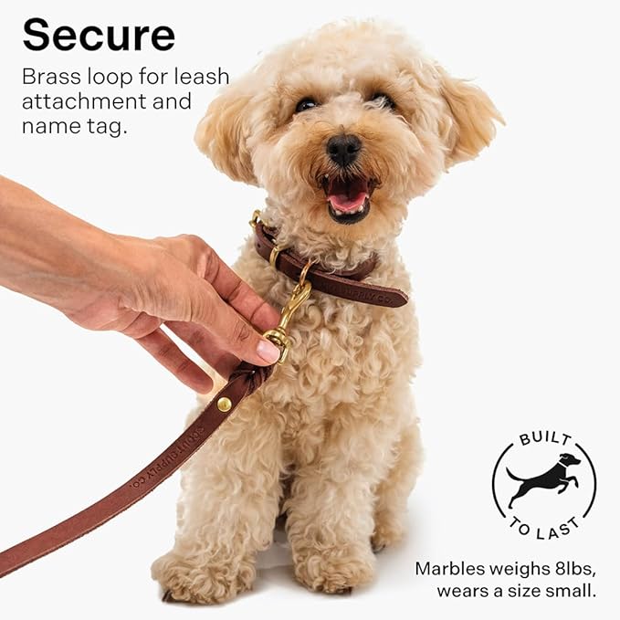 Scout Supply Classic Leather Dog Collar | Heavy Duty Thick Full Grain Leather | Waterproof & Rust-Proof Brass Hardware (Dark Brown, Medium)