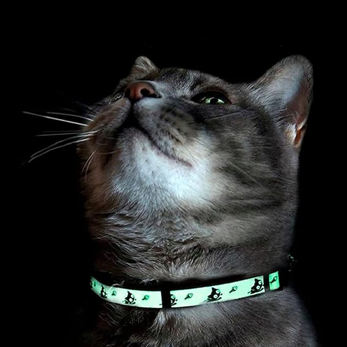 Pawtitas Glow in The Dark Cat Collar Set of 2 with Safety Buckle and Removable Bell Cat Collar Kitten Collar Blue Cat Collar + Orange Cat Collar