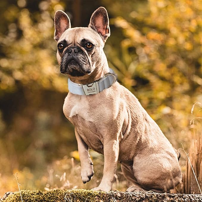 Dog Collar Custom Personalized Engraved Name and Phone Number for Puppy Small Medium Large Pets (XL, Cream)