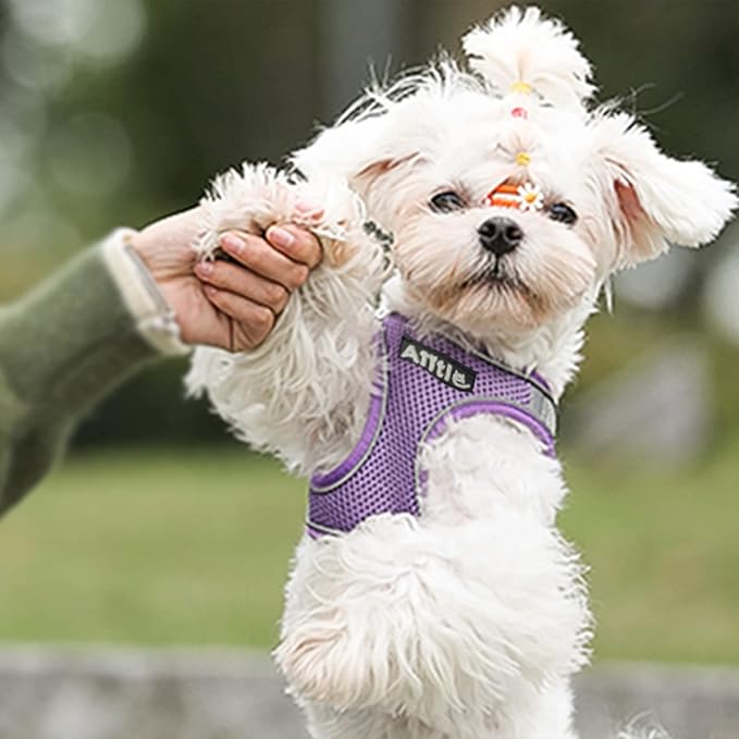 AIITLE Dog Harness, Summer No-Pull Cat Harness with a Leash, Adjustable Reflective Dog Vest, Cat Harness Escape Proof, Outdoor Walking, Camping for Extra Small Dogs and House Cats Purple XXXS