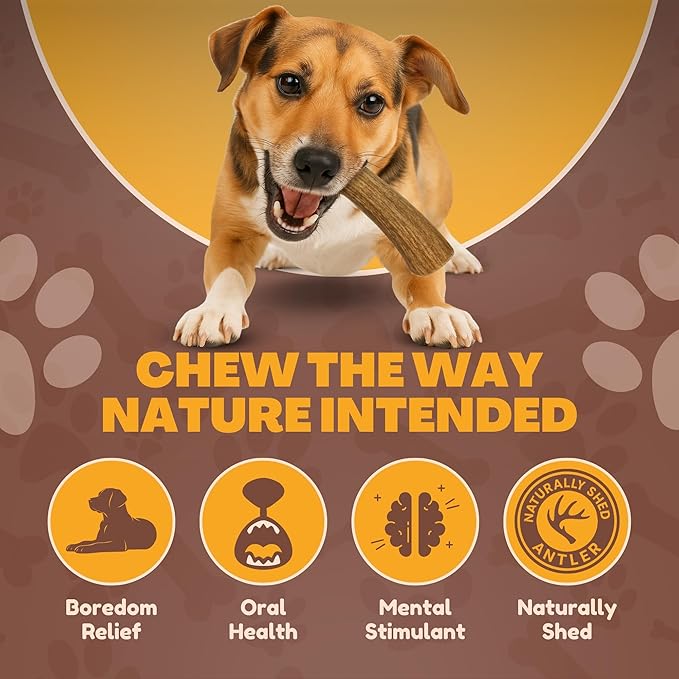 Whitetail Naturals - 3 Pack Medium - Deer Antler Dog Chews - Antlers for Medium Dogs - Long Lasting, Naturally Shed Antler Dog Bones