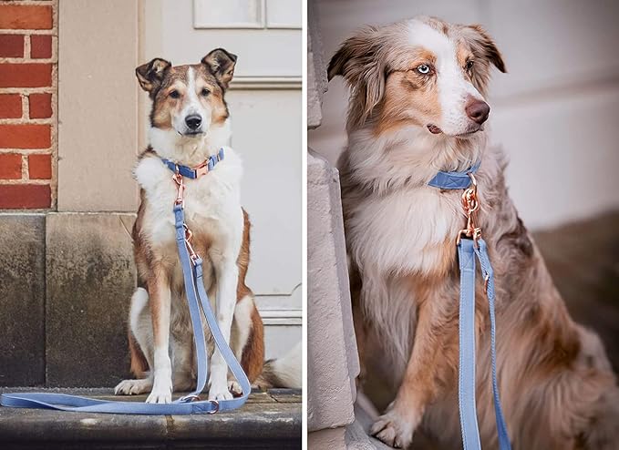 Soft Leather Dog Collar and Leash (6.6') Set - Stylish Rose Gold Heavy Duty Metal Buckle, 4 Adjustable Lengths Leash for Small Medium Large Dogs - Comfortable & Easy to Clean Blue Purple XS(8"-12")