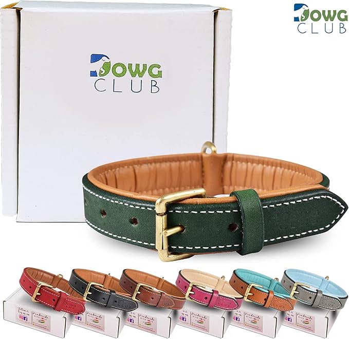 Genuine Leather Dog Collar | Full Grain, Heavy Duty, Comfortable, Padded, Strong | Best for Pups, Small, Medium, Large & XL Breeds (Small (Fit Neck Size 11.5"-14.5"), Teal Green)