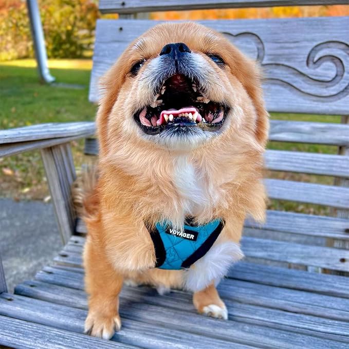 Best Pet Supplies - All Weather Mesh / Plush, Reflective, No Pull Harness for Small, Medium Dogs, Cats - Secure with Hook & Loop Fastener, Buckle, Double D-Rings - Turquoise Plush, S