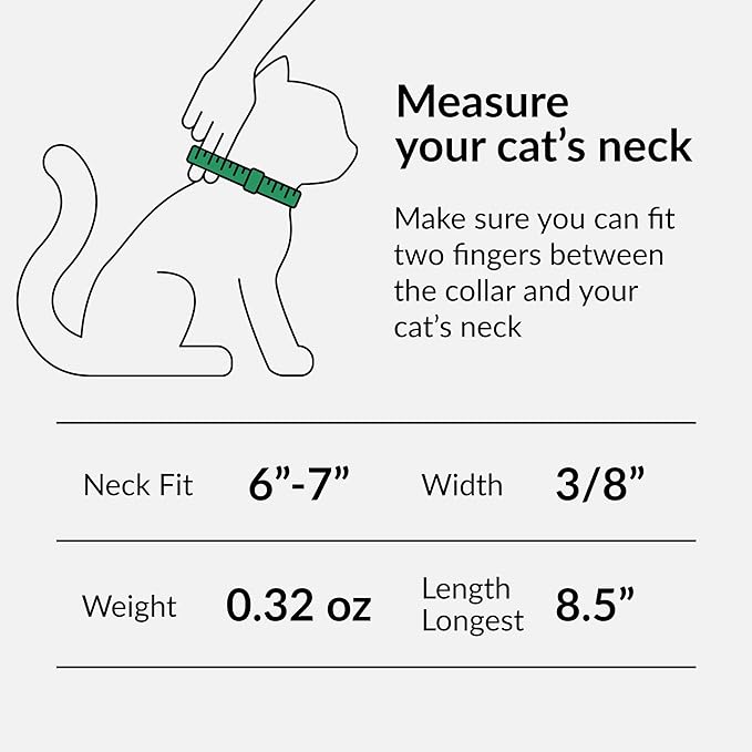 CollarDirect Leather Cat Collar with Bell - Kitten Collar, Small and Big Cat Strap for Boy Cats, Girl Cats with Safety Elastic Strap (Neck Fit 6"-7", Purple)