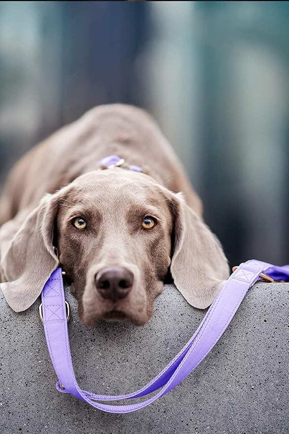 Soft Leather Dog Collar and Leash (6.6') Set - Stylish Rose Gold Heavy Duty Metal Buckle, 4 Adjustable Lengths Leash for Small Medium Large Dogs - Comfortable & Easy to Clean (S, Light Purple)