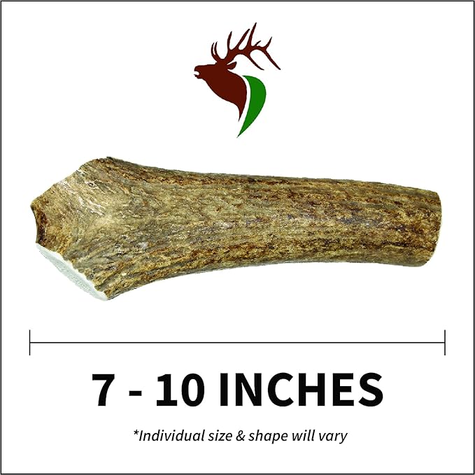 Large Whole Single Pack (for 35-65 lb Dogs) Premium Grade Elk Antler for Dogs (1 Piece) Sourced in The USA