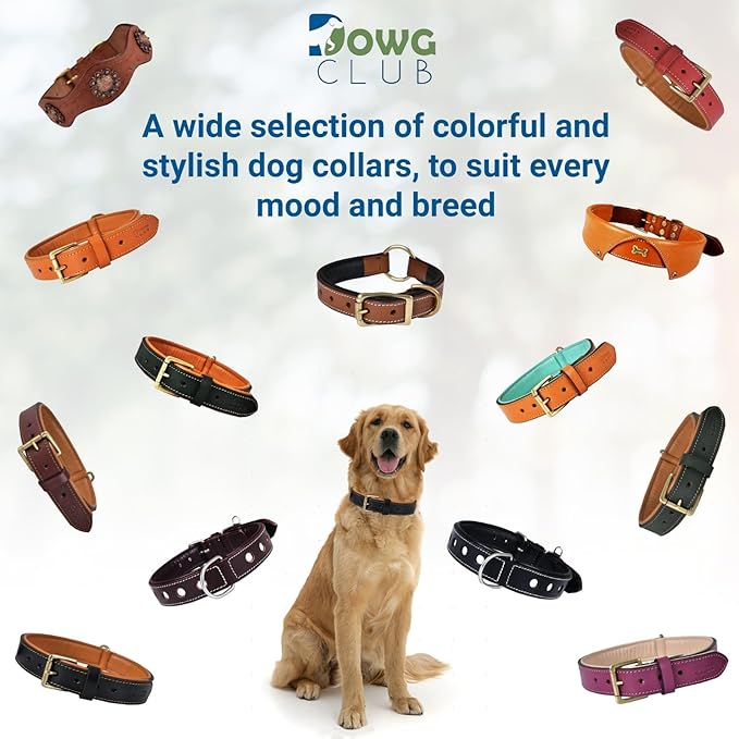 Leather Dog Collar for Medium Dogs, Black, 1 Inch Wide, Genuine Full Grain Leather, Heavy Duty with Soft Inner Padding, Comfortable and Durable (Medium (Fit Neck Size 14.5"-18.5"), Black)