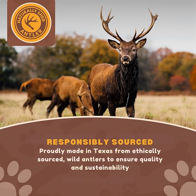 WhiteTail Naturals - Deer Antlers for Dogs - (Medium Whole- 2 Pack) - All Natural Antler Dog Chew - Naturally Shed, Long Lasting Chew Bone, Crafted in Texas