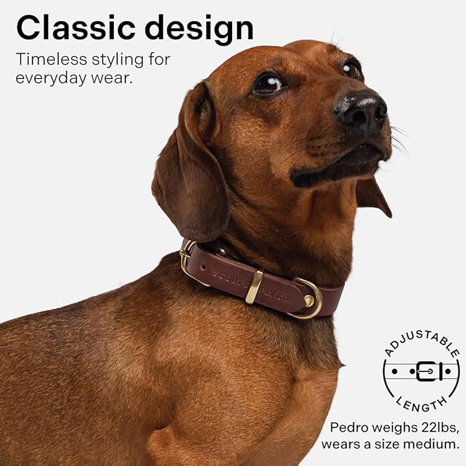 Scout Supply Classic Leather Dog Collar | Heavy Duty Thick Full Grain Leather | Waterproof & Rust-Proof Brass Hardware (Dark Brown, Extra Large)