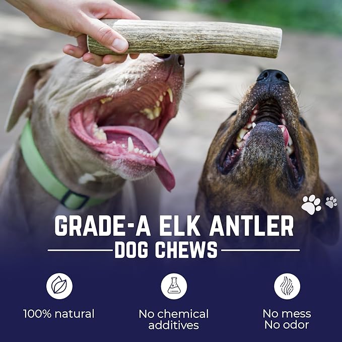 Devil Dog Pet Co. Elk Antlers for Dogs, Extra Large 7"+, 1 Pack, Grade A Long Lasting Chew for Aggressive Chewers, Premium USA Naturally Shed Antler – Healthy, No Odor, Durable Dog Chew