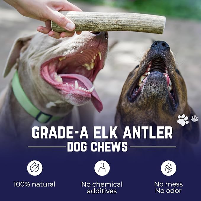 Devil Dog Pet Co. Elk Antlers for Dogs, Large 6"+, 1 Pack, Grade A Long Lasting Chew for Aggressive Chewers, Premium USA Naturally Shed Antler – Healthy, No Odor, Durable Dog Chew