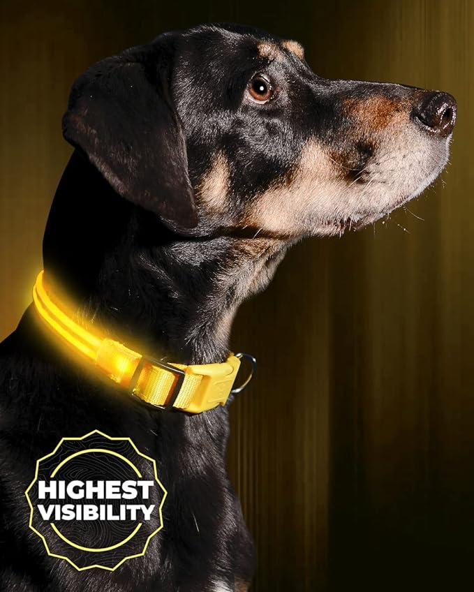 ILLUMISEEN LED Dog Collar USB Rechargeable - Bright & High Visibility Lighted Glow Collar for Pet Night Walking - Weatherproof, in 6 Colors & 6 Sizes (Yellow Small)