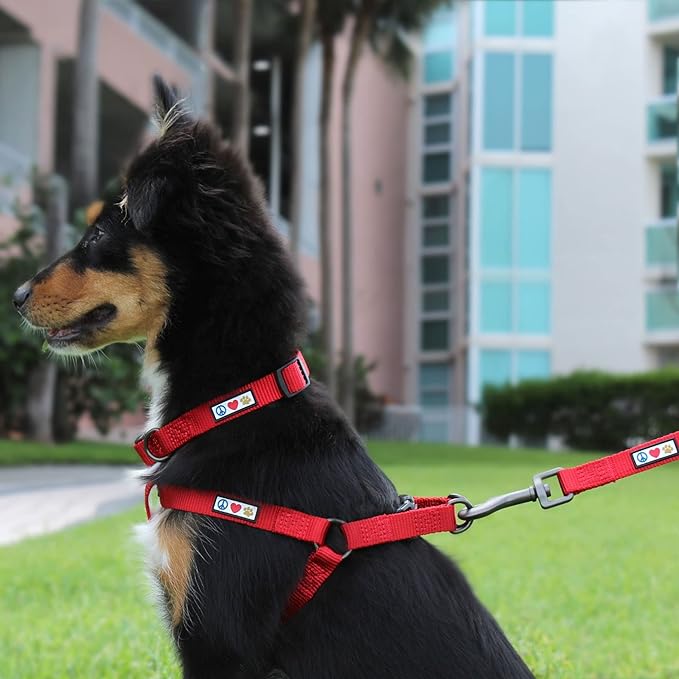 Pawtitas Personalized Dog Leash - Embroidered Custom Leash with Pet Name & Phone Number, 6 ft Long, Extra Small, Orange