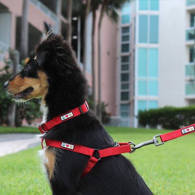 Pawtitas Personalized Dog Leash Embroidered Customize with Your Pet Name & Phone Number Puppy 6 ft Long Extra Small Blue Custom Engraved Blue ✅ Solid Customized 2XS (Pack of 1)