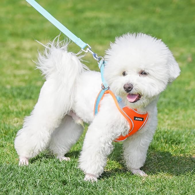 AIITLE Dog Harness, Summer No-Pull Cat Harness with a Leash, Adjustable Reflective Dog Vest, Cat Harness Escape Proof, Outdoor Walking, Camping for Extra Small Dogs and House Cats Orange XXXS