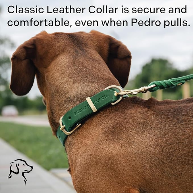 Classic Genuine Leather Dog Collar | Dog Collars for Medium Dogs, Small Dogs, Large Dogs & Extra Large Dog | Wide Dog Collar | Heavy Duty Collar (Green, Medium)