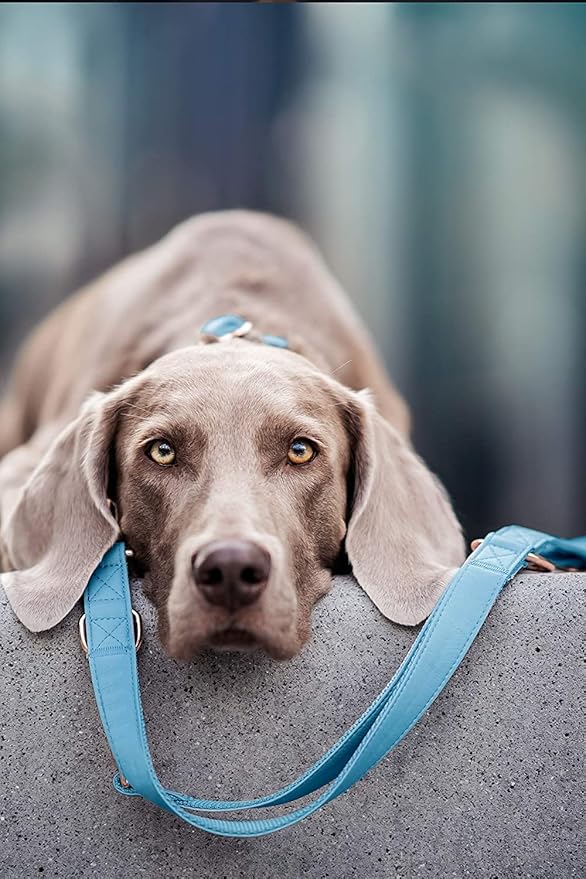 Soft Leather Dog Collar and Leash (6.6') Set - Stylish Rose Gold Heavy Duty Metal Buckle, 4 Adjustable Lengths Leash for Small Medium Large Dogs - Comfortable & Easy to Clean Light Blue L(15.4"-24.8")