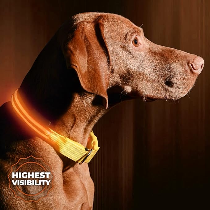 ILLUMISEEN LED Dog Collar USB Rechargeable - Bright & High Visibility Lighted Glow Collar for Pet Night Walking - Weatherproof, in 6 Colors & 6 Sizes (Orange Small)