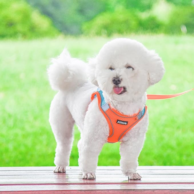 AIITLE Dog Harness, Summer No-Pull Cat Harness with a Leash, Adjustable Reflective Dog Vest, Cat Harness Escape Proof, Outdoor Walking, Camping for Extra Small Dogs and House Cats Orange XXXS