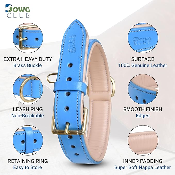 Genuine Leather Dog Collar | Full Grain, Heavy Duty, Comfortable, Padded, Strong | Best for Pups, Small, Medium, Large & XL Breeds (Large (Fit Neck Size 18.5"-22.5"), Blue)