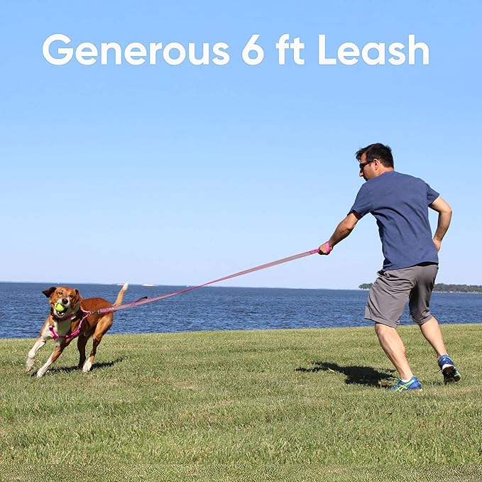 Pawtitas 6 FT Padded Dog Leash with Comfortable Neoprene Padding Handle - Red Lead | Medium Reflective Dog Leash with Highly Reflective Band Perfect for Medium and Large Dogs and Puppies.
