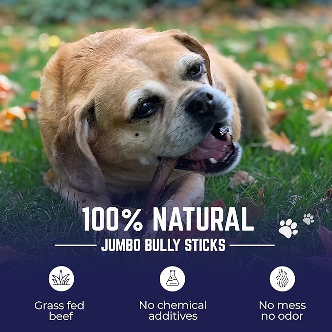 Devil Dog Pet Co. Jumbo Bully Sticks – 6 Inch, 3 Pack Dog Chews, 100% Natural, Single Ingredient, Free-Range Grass-Fed Beef – Long Lasting, Rawhide-Free Treats for Dogs