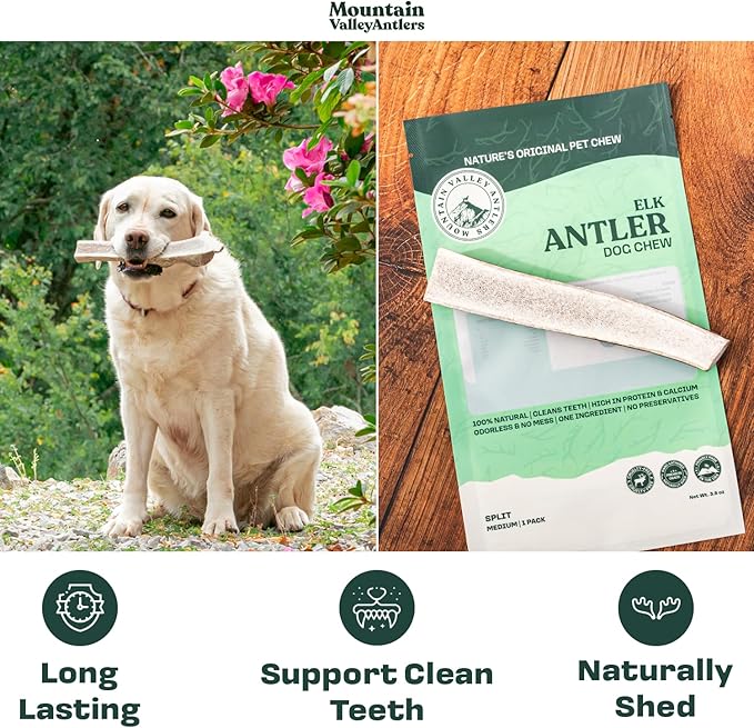 Mountain Valley Elk Antlers for Dogs - 100% Natural & Organic Chew for Aggressive Chewers, No Odor, No Mess, Long Lasting - Wild-Foraged Naturally Shed Antlers in USA - Grade A, Split Large (1 Pack)