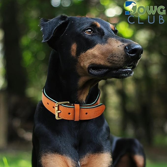 Leather Dog Collar for Medium Dogs, Tan, 1 Inch Wide, Genuine Full Grain Leather, Heavy Duty with Soft Inner Padding, Comfortable and Durable (Medium (Fit Neck Size 14.5"-18.5"), Tan)