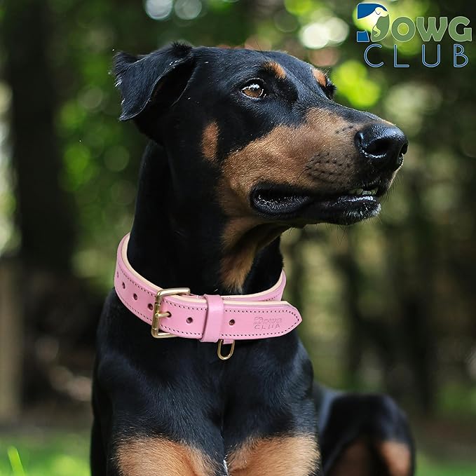 Leather Dog Collar for Small Dogs, Light Pink, .75 Inch Wide, Genuine Leather, Heavy Duty with Soft Inner Padding, Comfortable and Durable | (Blush Pink, Small (Fit Neck Size 11.5"-14.5"))