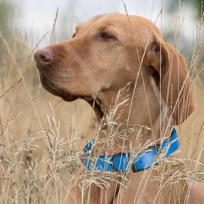 Dogline Biothane Waterproof Dog Collar Strong Coated Nylon Webbing with Black Hardware Odor- Proof for Easy Care Easy to Clean High Performance Fits Small Medium or Large Dogs, Cerulean Blue